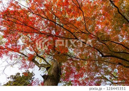 秋の古都奈良　紅葉の奈良公園　萬葉植物園 128445351