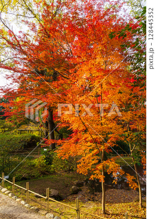 秋の古都奈良　紅葉の奈良公園　萬葉植物園 128445352
