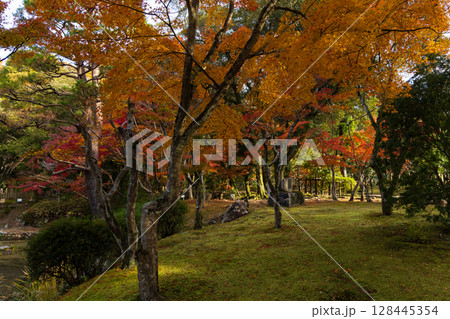 秋の古都奈良　紅葉の奈良公園　萬葉植物園 128445354