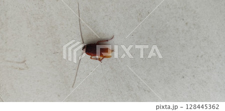 Dead cockroach isolated on white background. 128445362