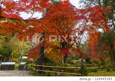 秋の古都奈良　紅葉の奈良公園　萬葉植物園 128445383