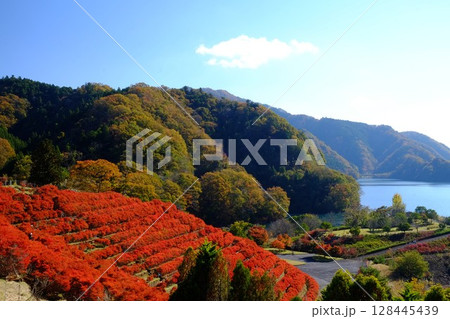 宮ケ瀬湖畔のドウダンツツジ紅葉 【相模原市津久井 11月】 宮ケ瀬湖畔のドウダンツツジ紅葉 【相模原市津久井 11月】 128445439