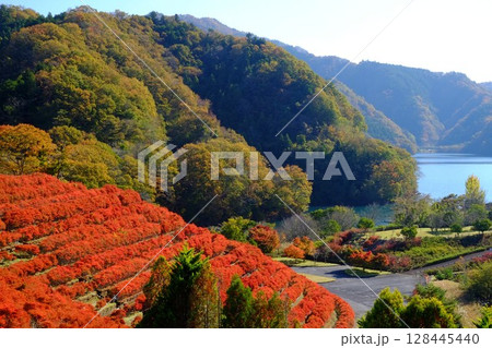 ドウダンツツジの紅葉と宮ケ瀬湖 【相模原市津久井 11月】 ドウダンツツジの紅葉と宮ケ瀬湖 【相模原市津久井 11月】 128445440