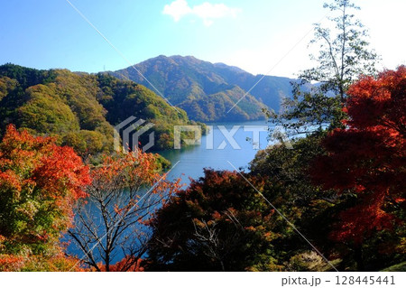 紅葉の宮ケ瀬湖 【相模原市津久井 11月】 紅葉の宮ケ瀬湖 【相模原市津久井 11月】 128445441