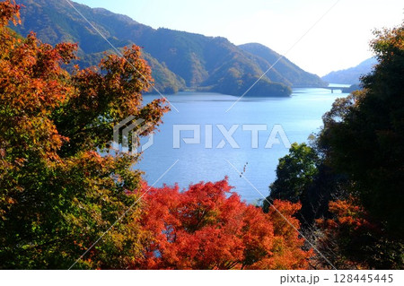 山の上から見た秋の宮ケ瀬湖 【相模原市津久井 11月】 山の上から見た秋の宮ケ瀬湖 【相模原市津久井 11月】 128445445