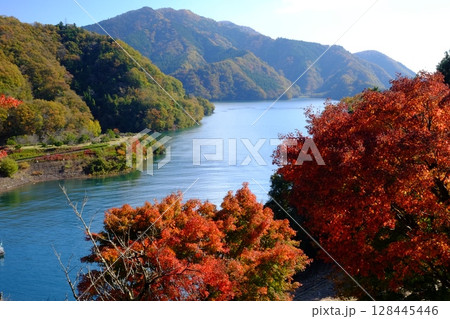 山から見た紅葉の宮ケ瀬湖 【相模原市津久井 11月】 山から見た紅葉の宮ケ瀬湖 【相模原市津久井 11月】 128445446