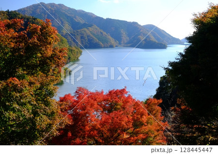 宮ケ瀬湖の真赤な紅葉 【相模原市津久井 11月】 宮ケ瀬湖の真赤な紅葉 【相模原市津久井 11月】 128445447