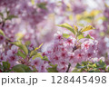 ピンク色の河津桜 128445498