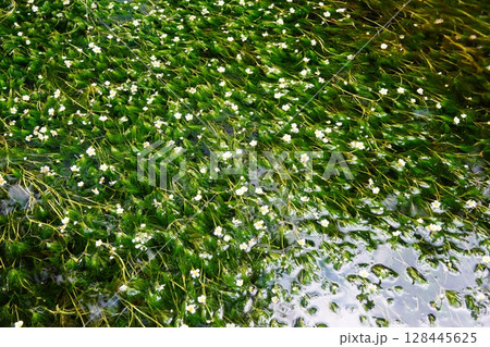 梅花藻 梅花藻 128445625