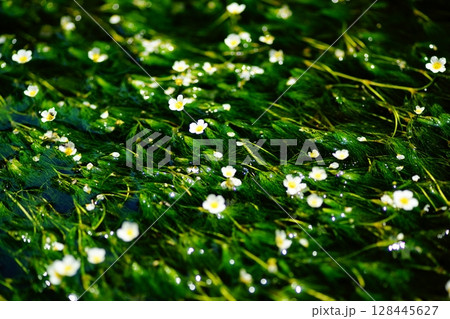 梅花藻の花 128445627