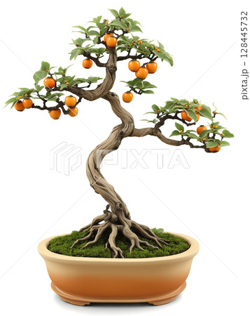 Japanese Persimmon Bonsai (Diospyros kaki) Miniature fruiting tree with small orange persimmons and oval-shaped leaves, planted in a rustic clay Japanese Persimmon Bonsai (Diospyros kaki) Miniature fruiting tree with small orange persimmons and oval-shaped leaves, planted in a rustic clay 128445732