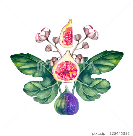 Fig Plant Watercolor Illustration Collection Fig Plant Watercolor Illustration Collection 128445835