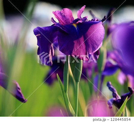 紫色の花を咲かせた花菖蒲 紫色の花を咲かせた花菖蒲 128445854