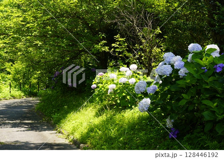 紫陽花のある風景 128446192