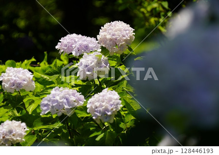 紫陽花のある風景 128446193