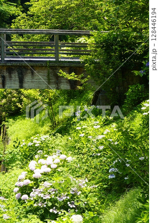 紫陽花のある風景 128446194