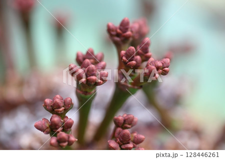 キソウテンガイの花の蕾 キソウテンガイの花の蕾 128446261