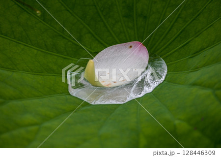 雨上がりの中尊寺蓮の葉 雨上がりの中尊寺蓮の葉 128446309