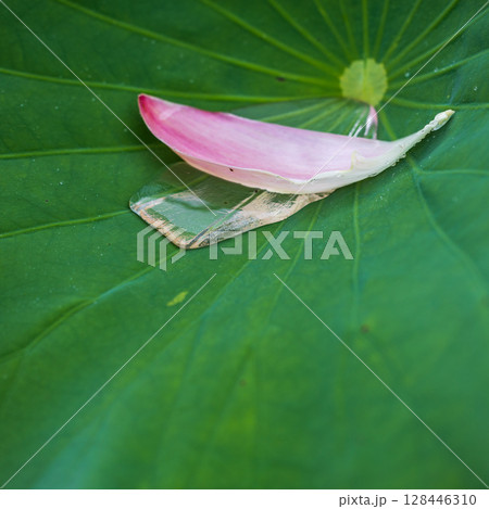 雨上がりの中尊寺蓮の葉 128446310