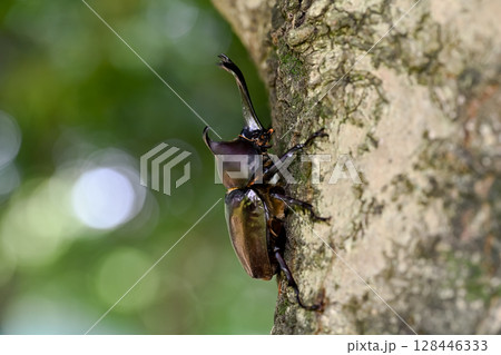 木に登るカブトムシ 128446333