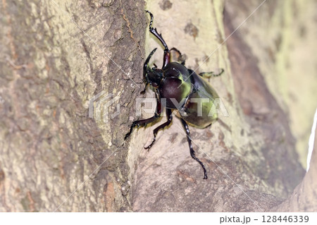 木に登るカブトムシ 木に登るカブトムシ 128446339