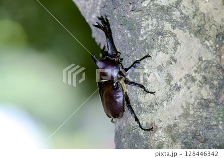 木に登るカブトムシ 128446342
