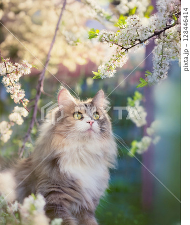 花と猫　春の陽気 128446414