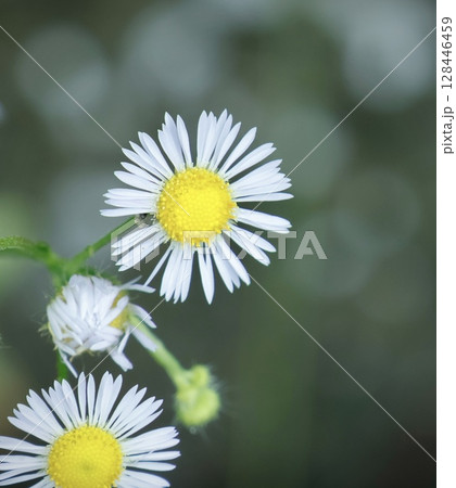 白いヒメジオン 128446459