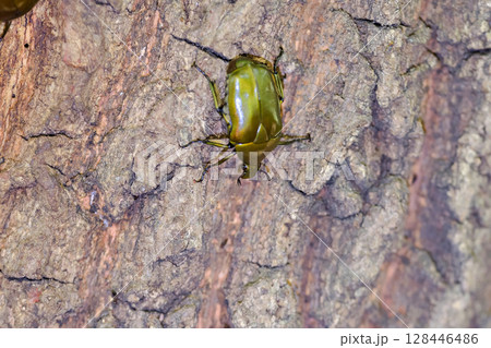 カナブン 128446486