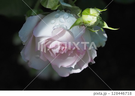 黒背景にピンク色の薔薇の花が咲いています 黒背景にピンク色の薔薇の花が咲いています 128446718