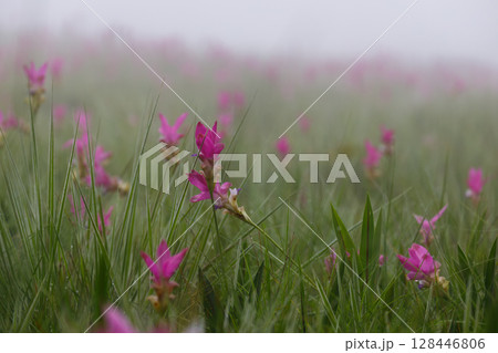 Flower field in the fog, Sai Thong National Park, Chaiyaphum, Thailand Flower field in the fog, Sai Thong National Park, Chaiyaphum, Thailand 128446806