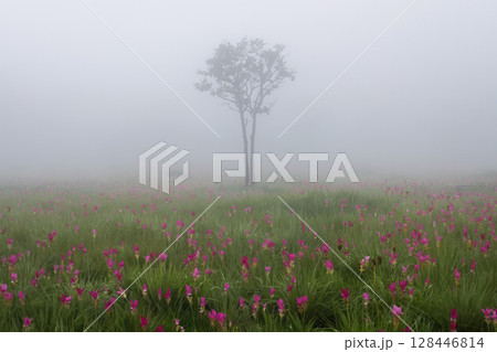 Flower field in the fog, Sai Thong National Park, Chaiyaphum, Thailand 128446814