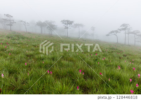 Flower field in the fog, Sai Thong National Park, Chaiyaphum, Thailand Flower field in the fog, Sai Thong National Park, Chaiyaphum, Thailand 128446818