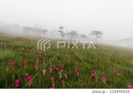 Flower field in the fog, Sai Thong National Park, Chaiyaphum, Thailand Flower field in the fog, Sai Thong National Park, Chaiyaphum, Thailand 128446820