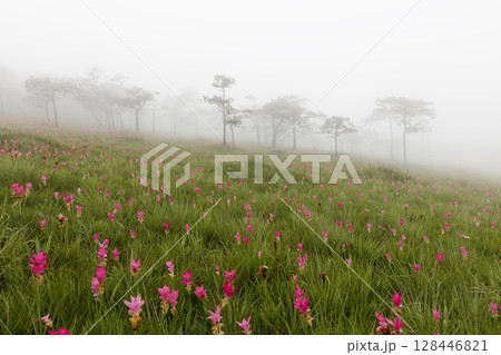 Flower field in the fog, Sai Thong National Park, Chaiyaphum, Thailand 128446821