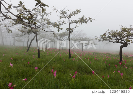 Flower field in the fog, Sai Thong National Park, Chaiyaphum, Thailand 128446830