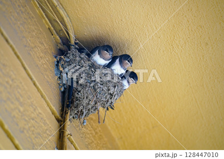 Swallow Family Nesting on Yellow Wooden Wall Close-Up Swallow Family Nesting on Yellow Wooden Wall Close-Up 128447010