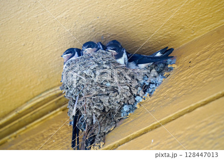 Swallow Family Nesting on Yellow Wooden Wall Close-Up 128447013
