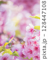 美しい河津桜 128447108