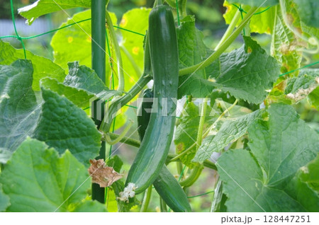 夏野菜のキュウリ　新鮮なキュウリ　収穫時のキュウリ 128447251