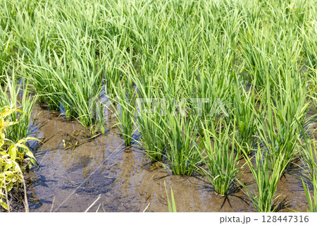 夏の水田の稲の成長（品種：雪若丸） 128447316