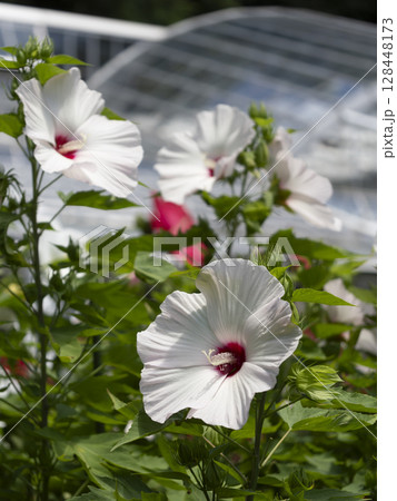 庭園に咲くタイタンビカスピーチホワイト 128448173