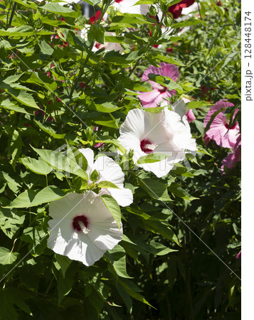 庭園に咲くタイタンビカスピーチホワイト 128448174