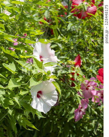 庭園に咲くタイタンビカスピーチホワイト 128448175