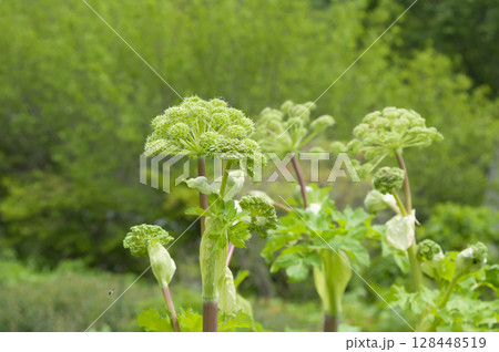 アンゼリカ(セイヨウトウキ) アンゼリカ(セイヨウトウキ) 128448519