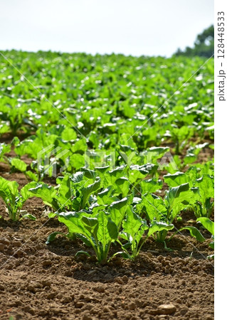 ビート畑 128448533