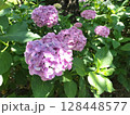 紫陽花　あじさい 128448577