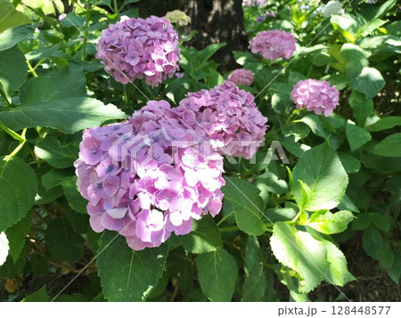 紫陽花　あじさい 128448577