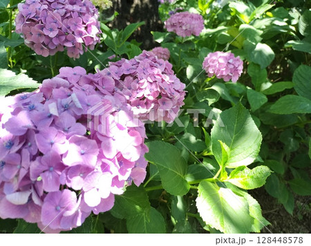 紫陽花　あじさい 128448578