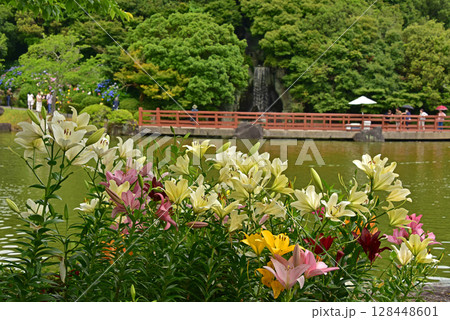 静岡県 可睡ゆりの園 ゆりの花 静岡県 可睡ゆりの園 ゆりの花 128448601